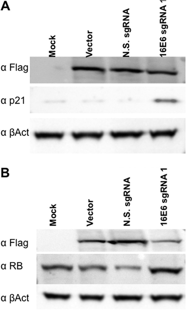 FIG 6