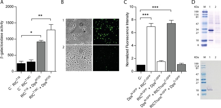 FIG 2