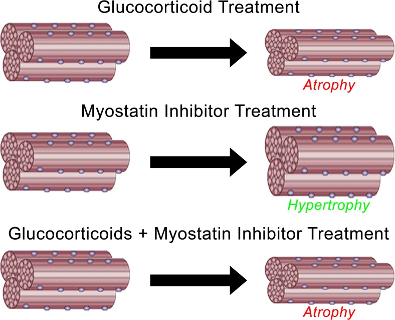 Glucocorticoids counteract hypertrophic effects of myostatin inhibition ...