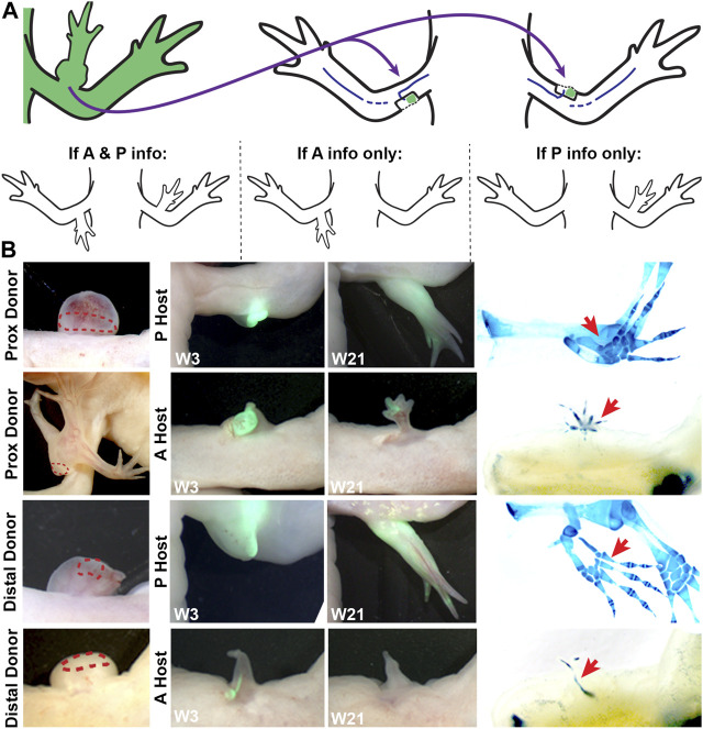 FIGURE 3