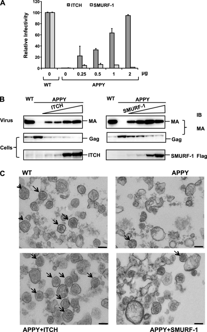 FIGURE 4.