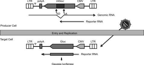 FIGURE 1.