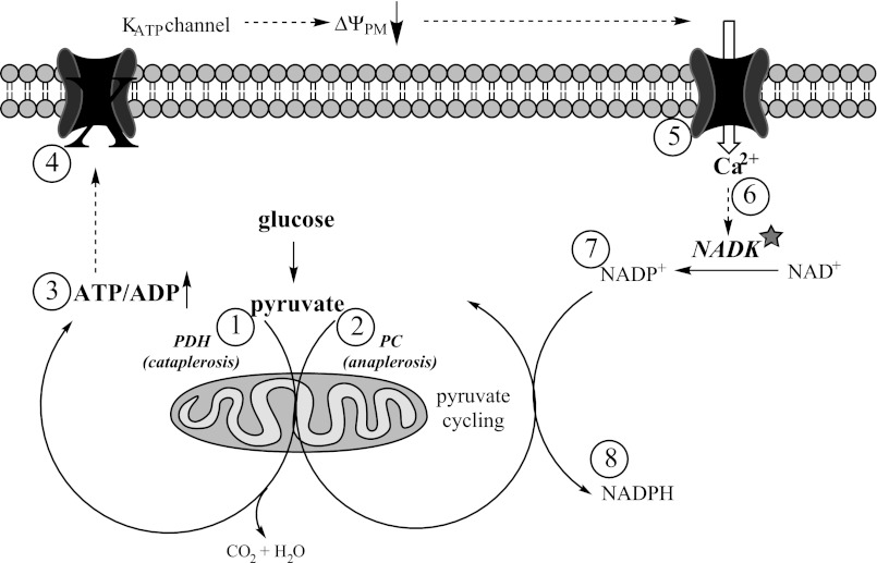 Fig. 7.