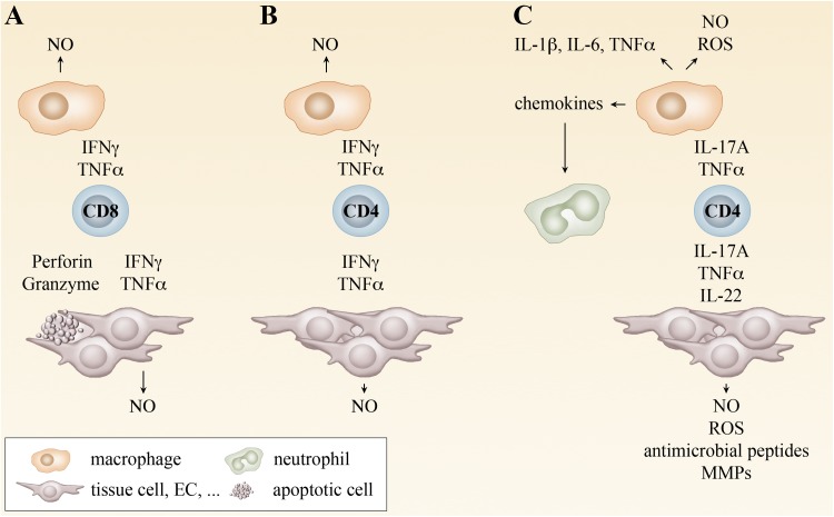 Fig. 2