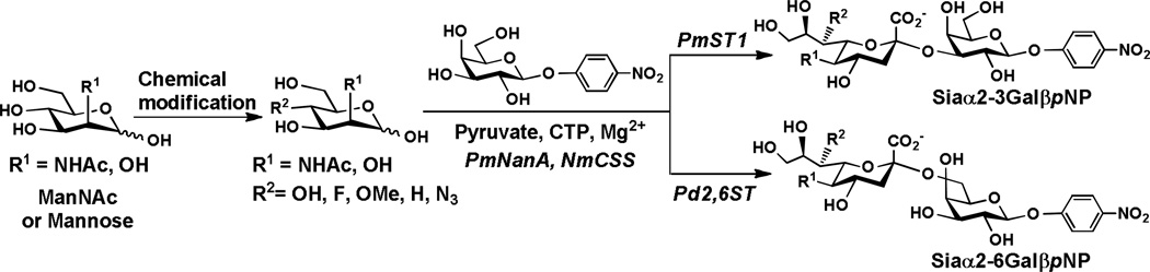 Scheme 5