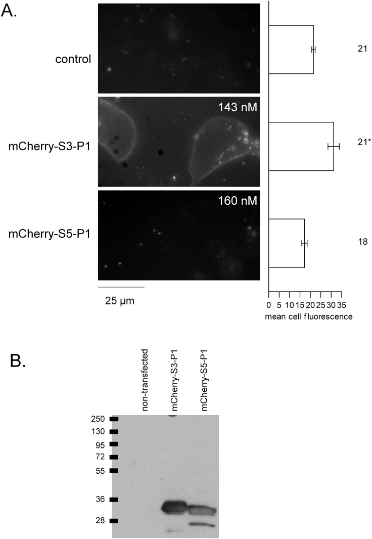 Fig 5