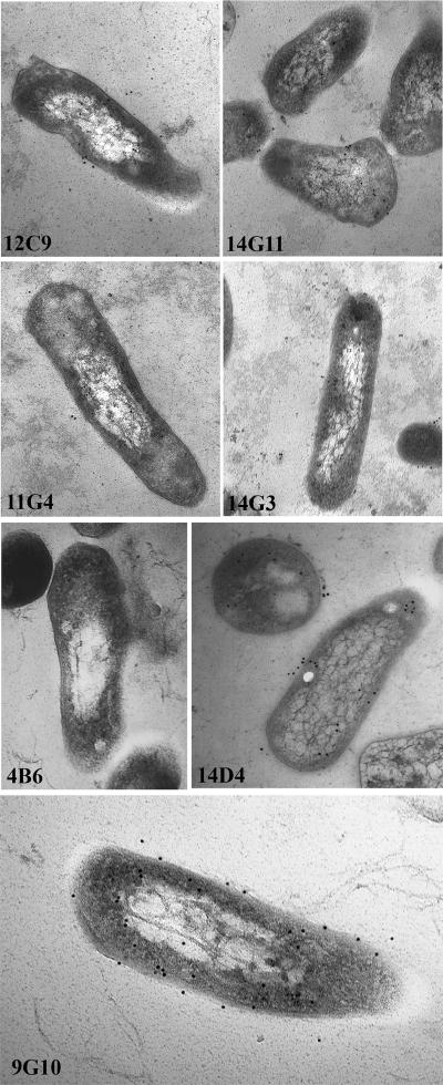 FIG. 5.