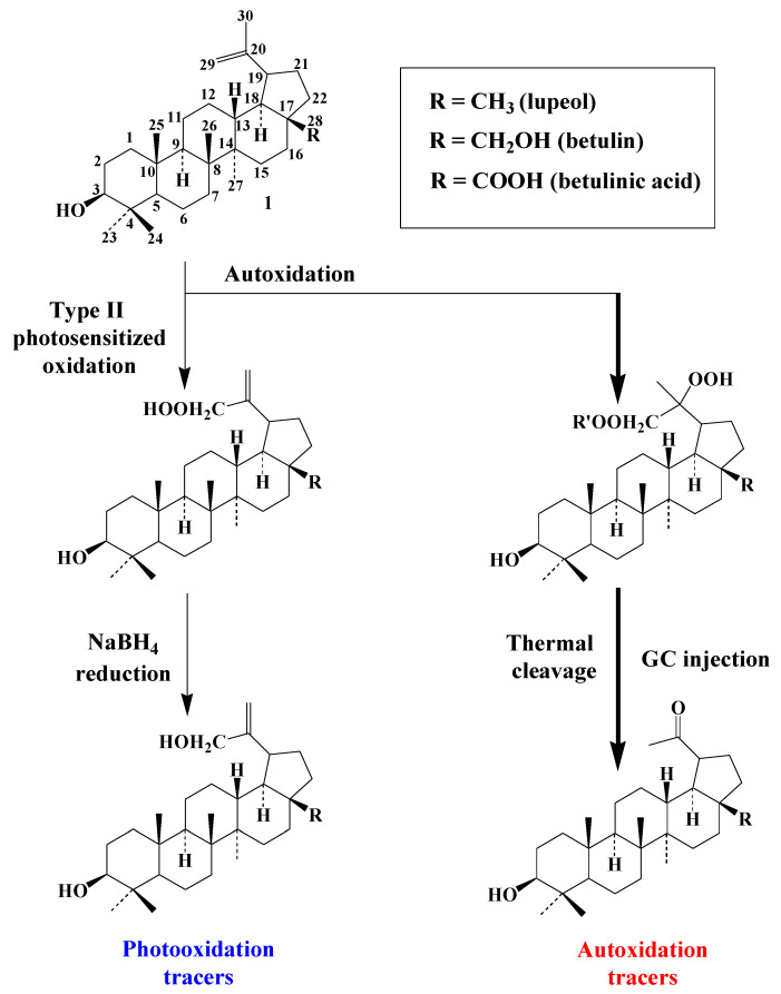 Scheme 7