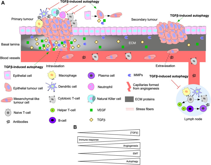 FIGURE 11