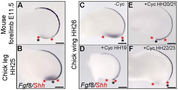 Fig. 8.