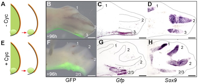 Fig. 5.