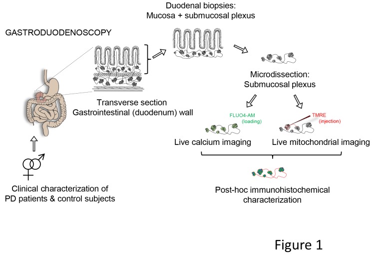 Figure 1.