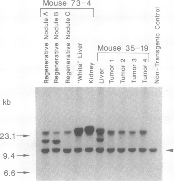 graphic file with name pnas01097-0429-a.jpg