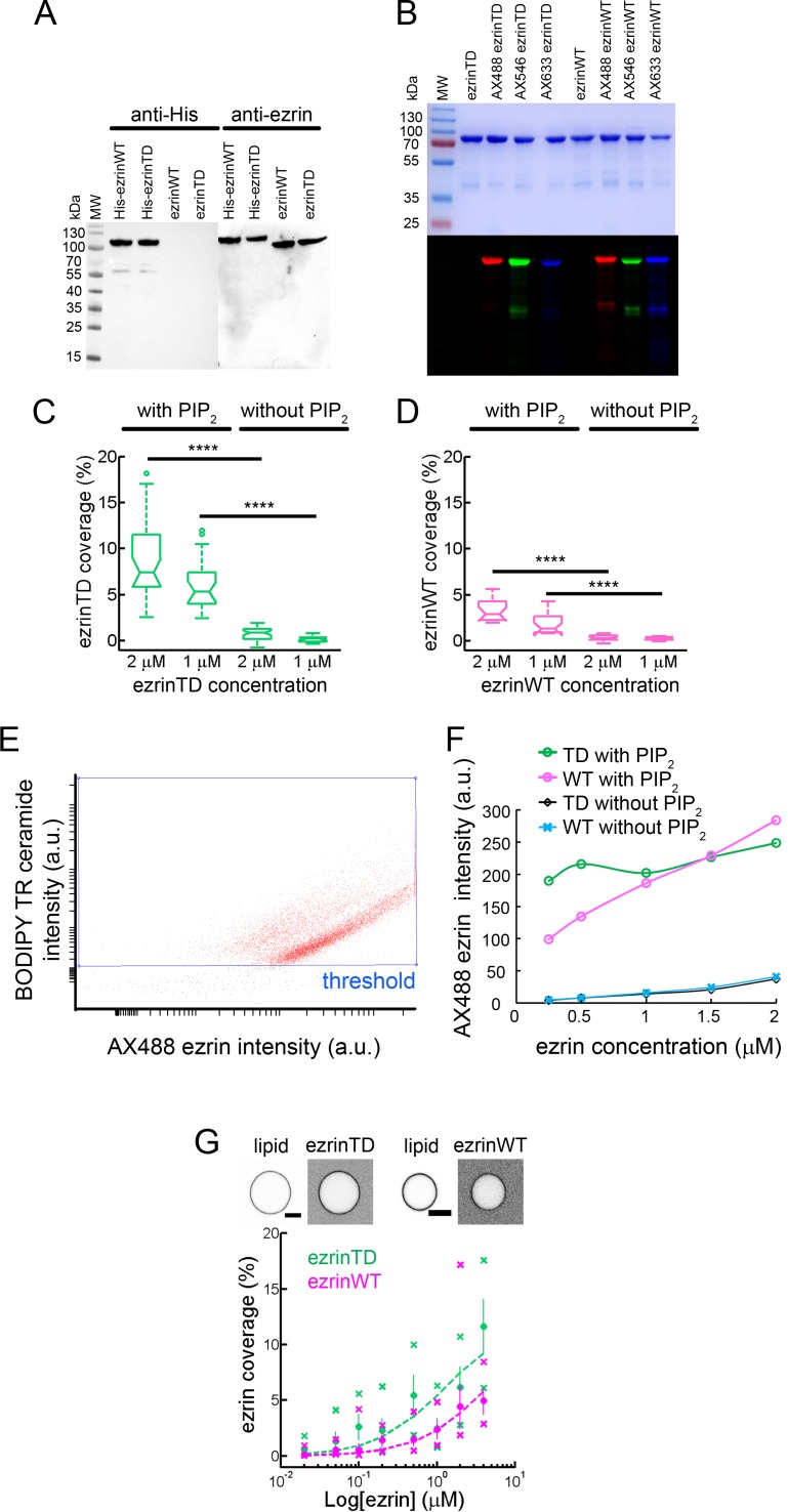 Figure 1—figure supplement 1.