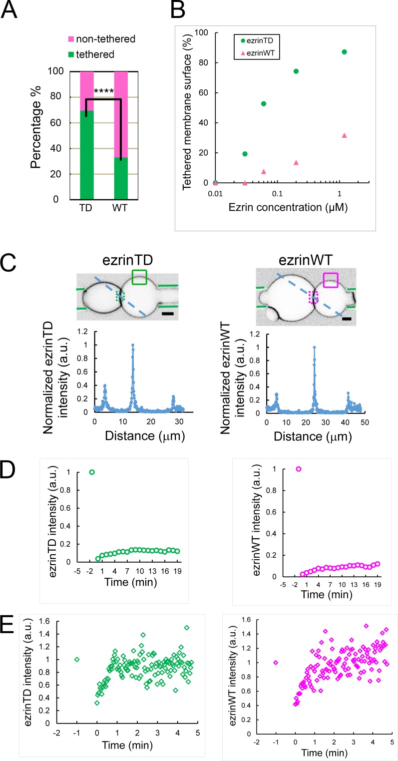 Figure 1—figure supplement 2.