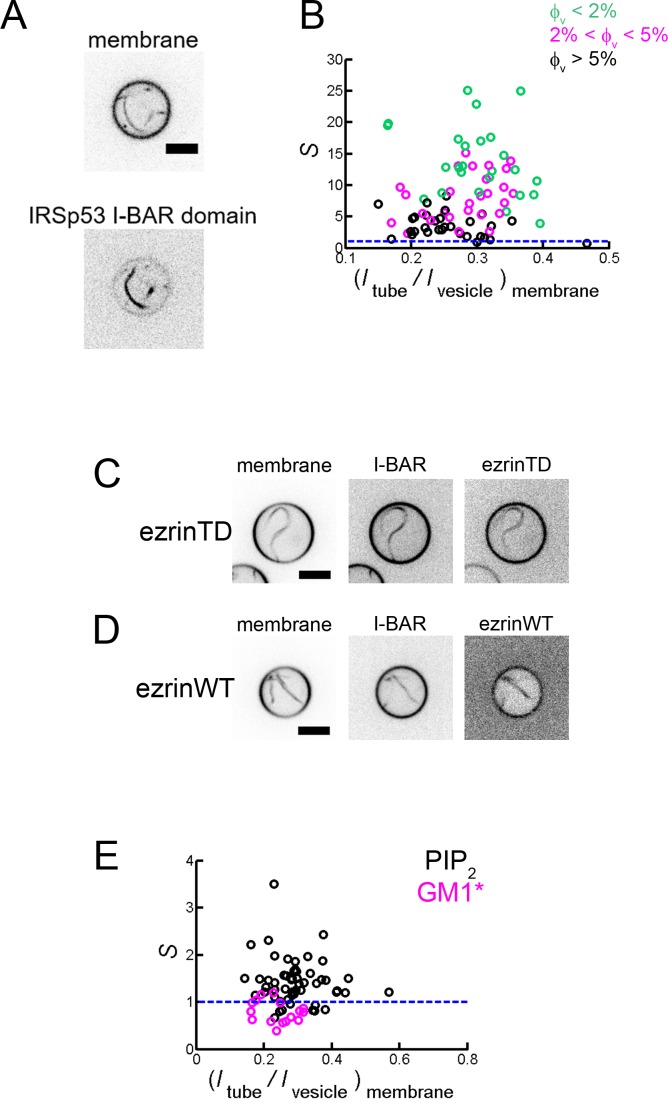 Figure 6—figure supplement 1.