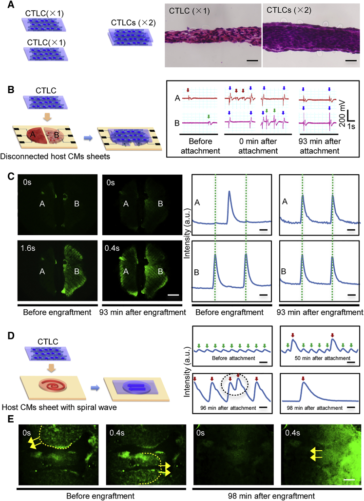 Figure 4