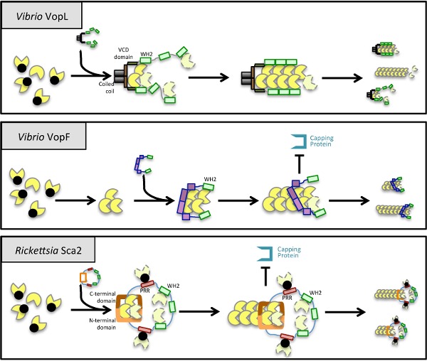 Graphical Abstract Figure.