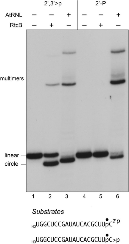 FIGURE 4.