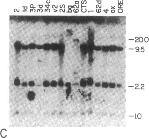 graphic file with name pnas00361-0223-e.jpg