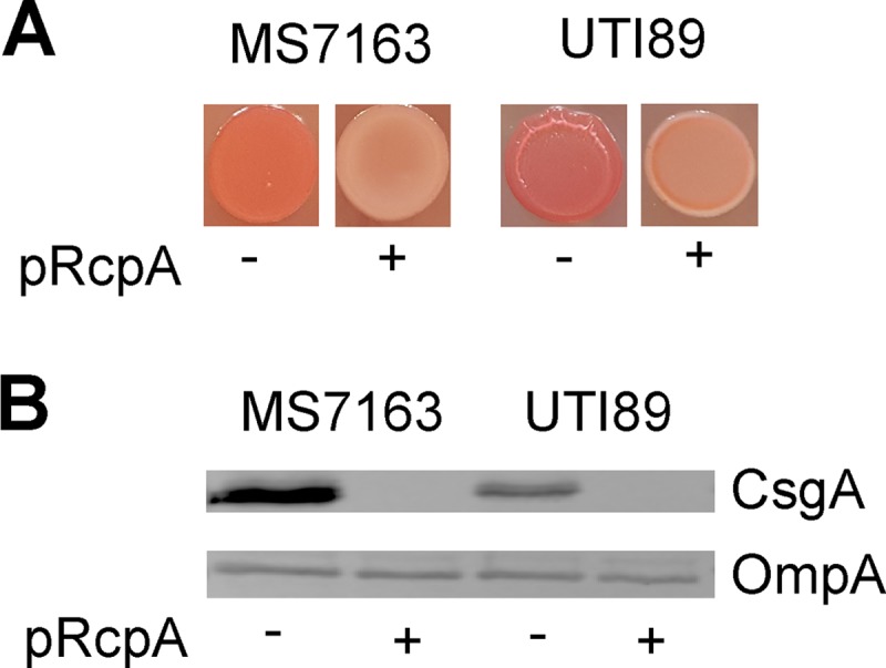 FIG 6 