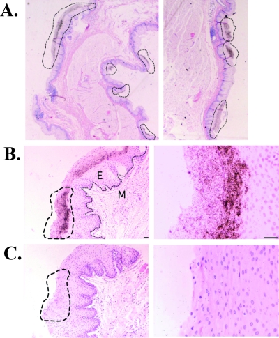 FIG. 2.