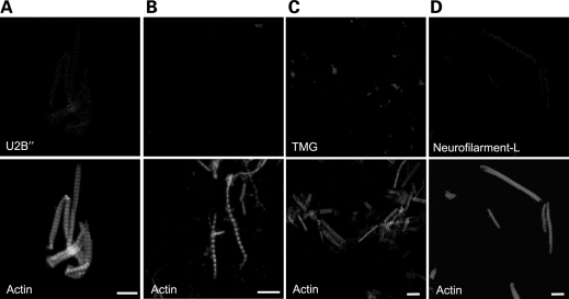 Figure 4.