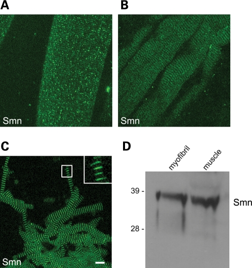 Figure 1.