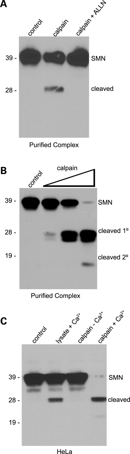 Figure 7.