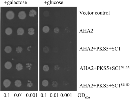 Figure 7.