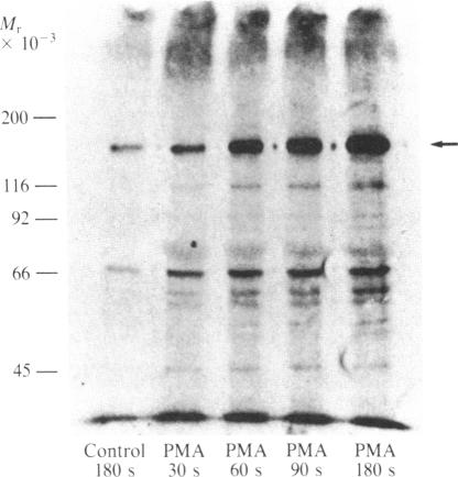 graphic file with name pnas00610-0172-b.jpg