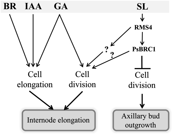 Figure 11.