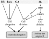 Figure 11.