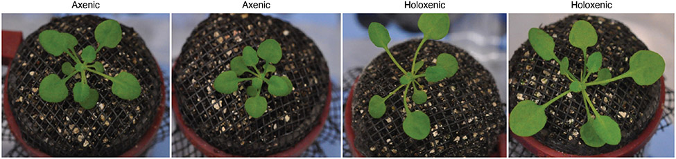 Fig. 3 ∣