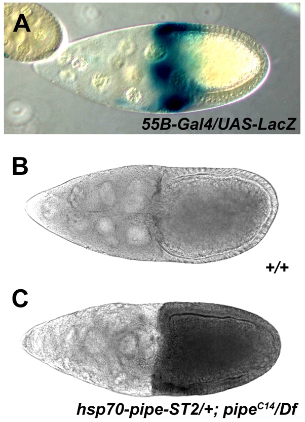 Fig. 8.