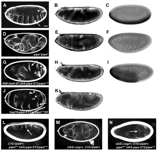 Fig. 9.