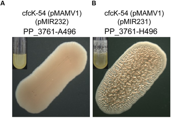 FIGURE 6