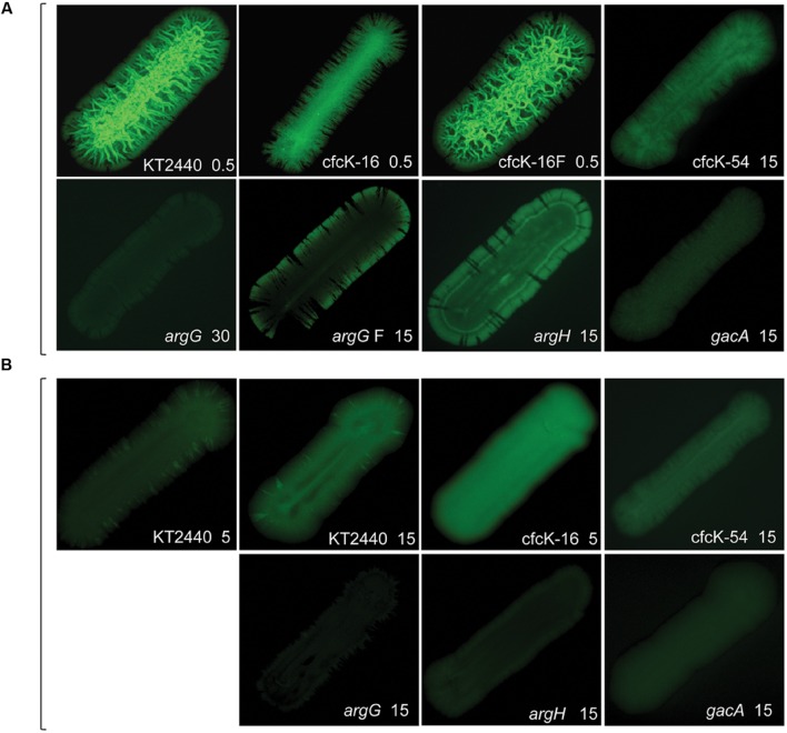 FIGURE 4