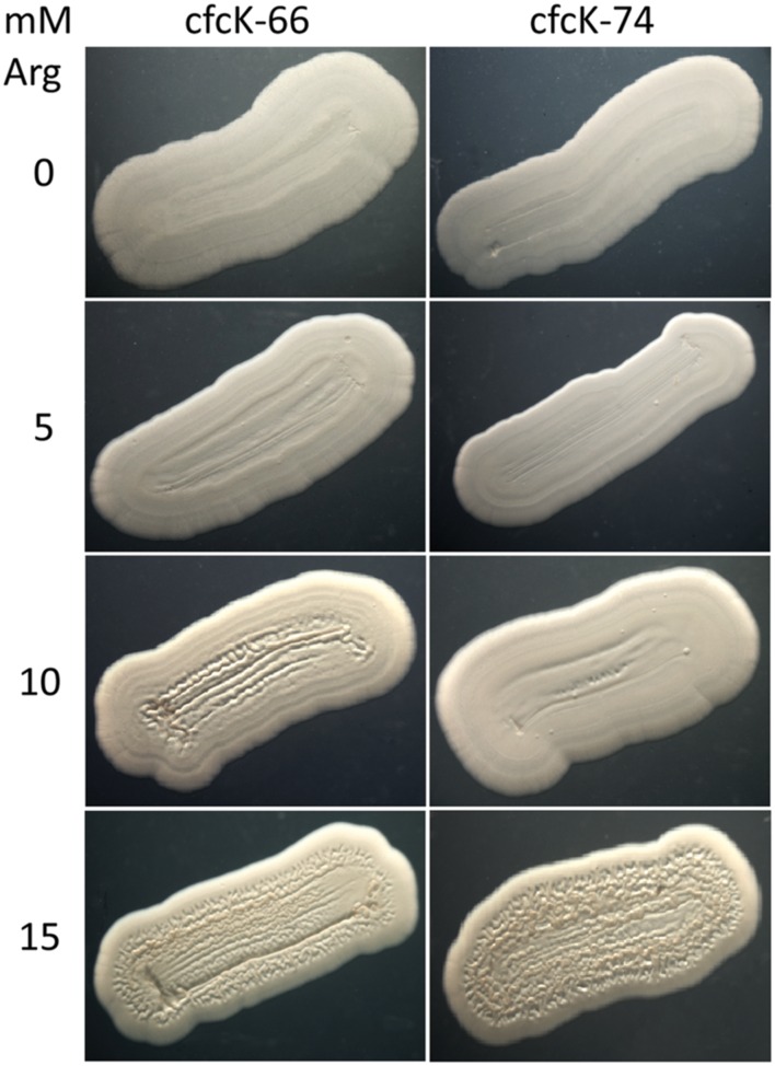 FIGURE 7