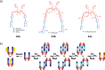 Figure 24