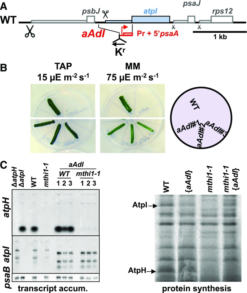 Figure 3.