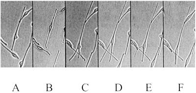 Fig 3.