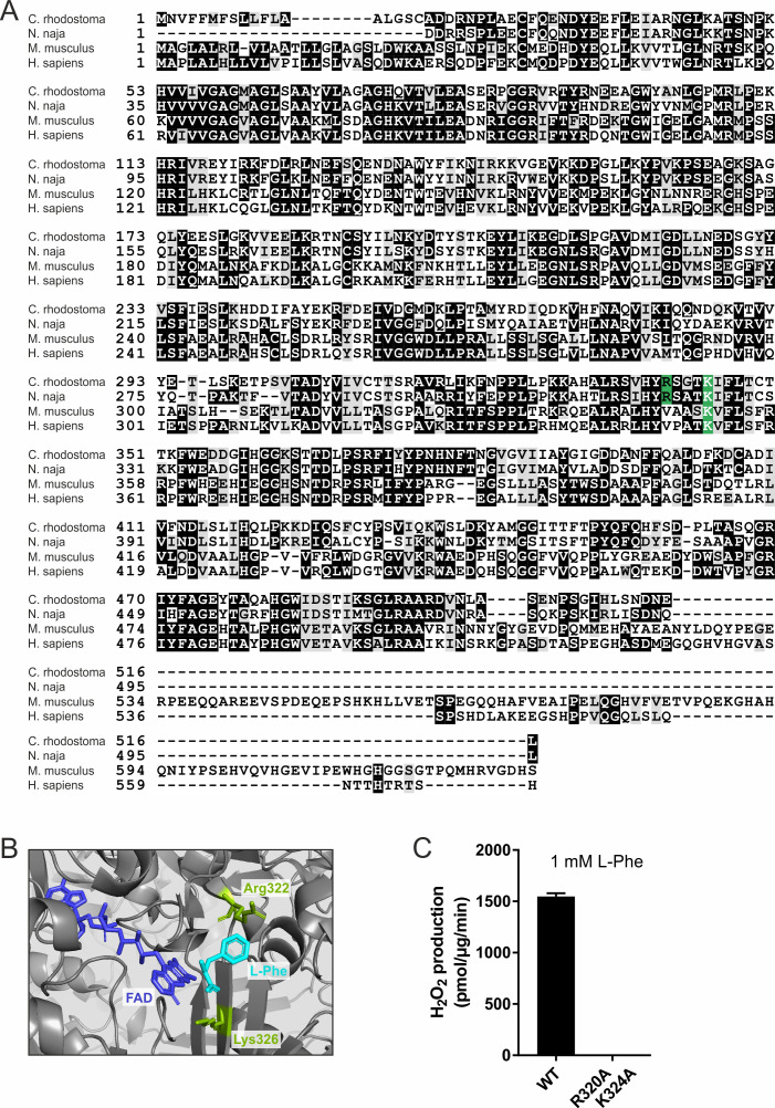 Figure 1—figure supplement 1.