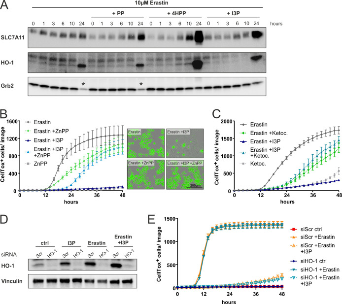 Figure 5—figure supplement 2.