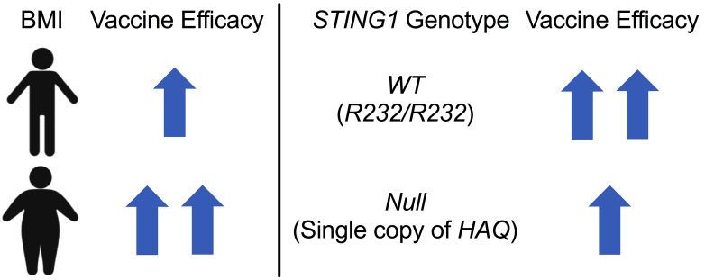 graphic file with name jciinsight-5-136141-g008.jpg