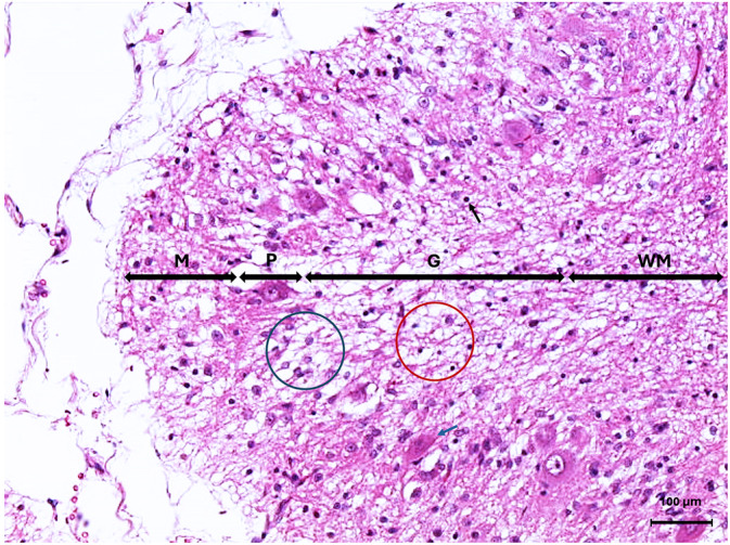 FIGURE 4