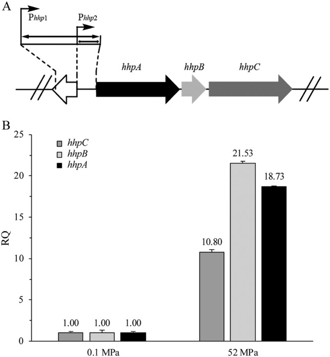 FIG 1