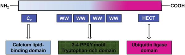 Fig. (2)