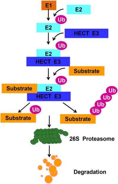 Fig. (1)