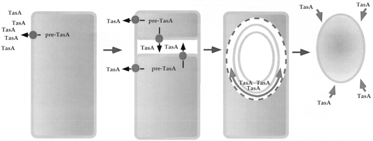 FIG. 8